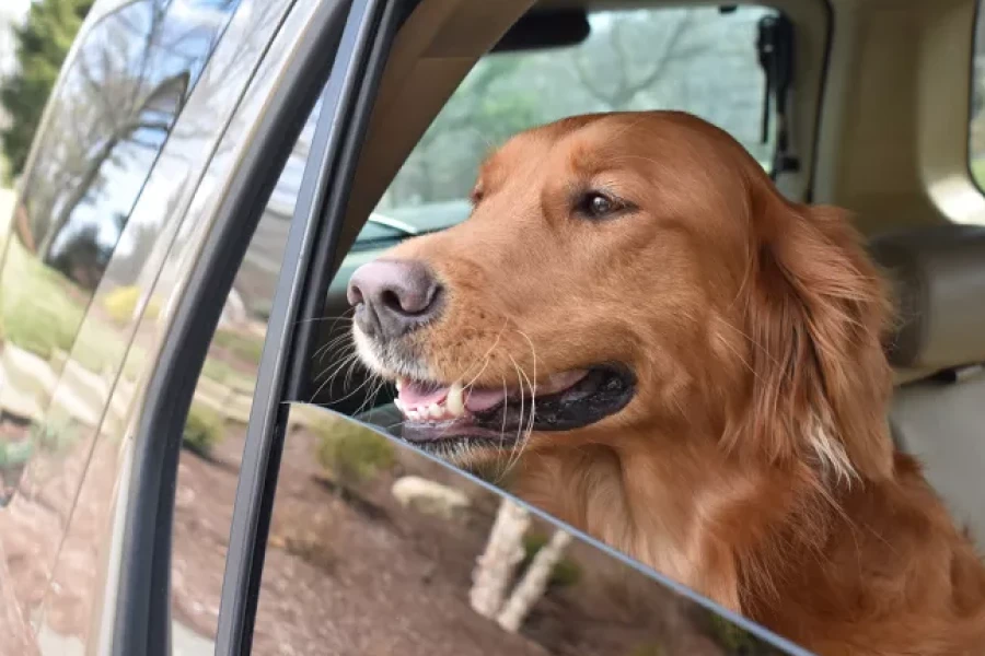 Washable dog seat cover